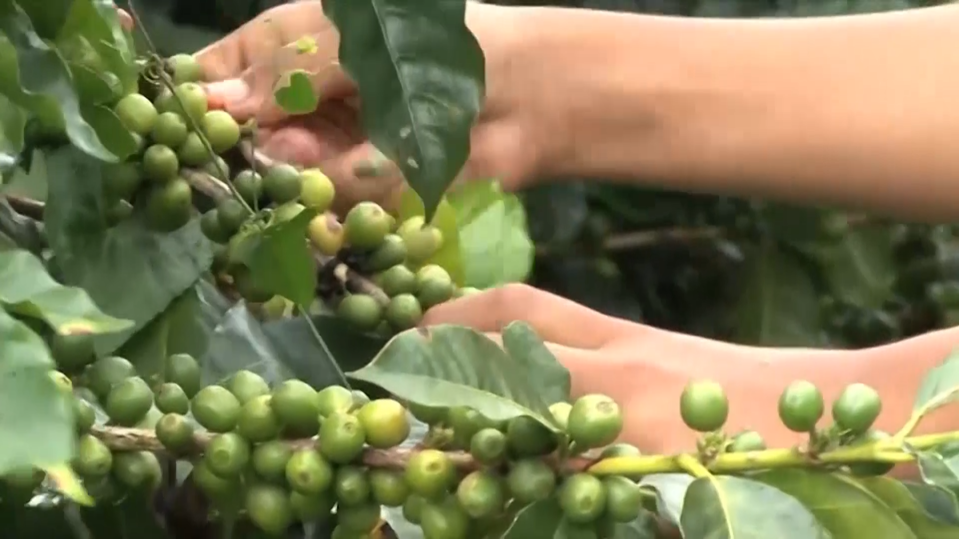 National Farmworker Jobs Program to Help Migrant, Seasonal Farmworkers with Job Training and Career Readiness