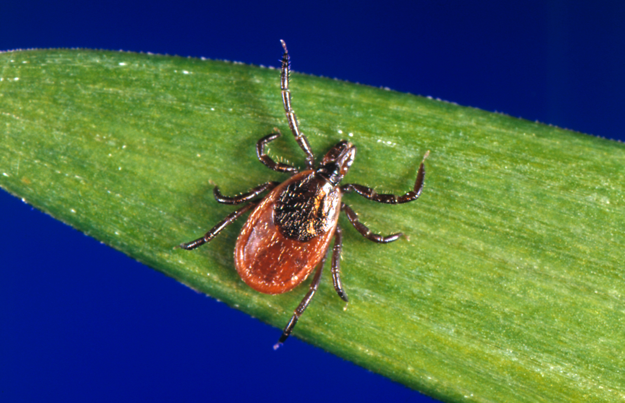 Best Practices for Avoiding Ticks This Season