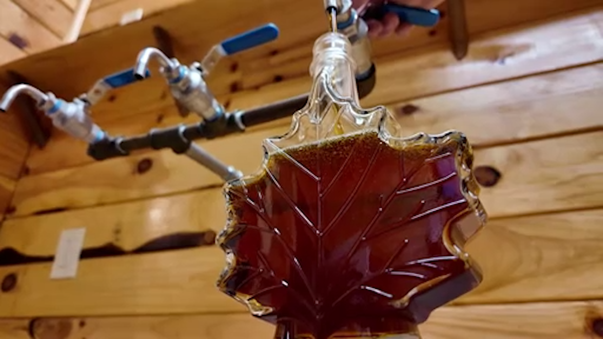 Sticky Situation: What a Trade War with Canada Means for Maple Syrup in the U.S. 