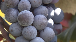 Farmers Face Uncertain Future as Major Buyer Exits Lake Erie Grape Belt, Washington Weighs Options