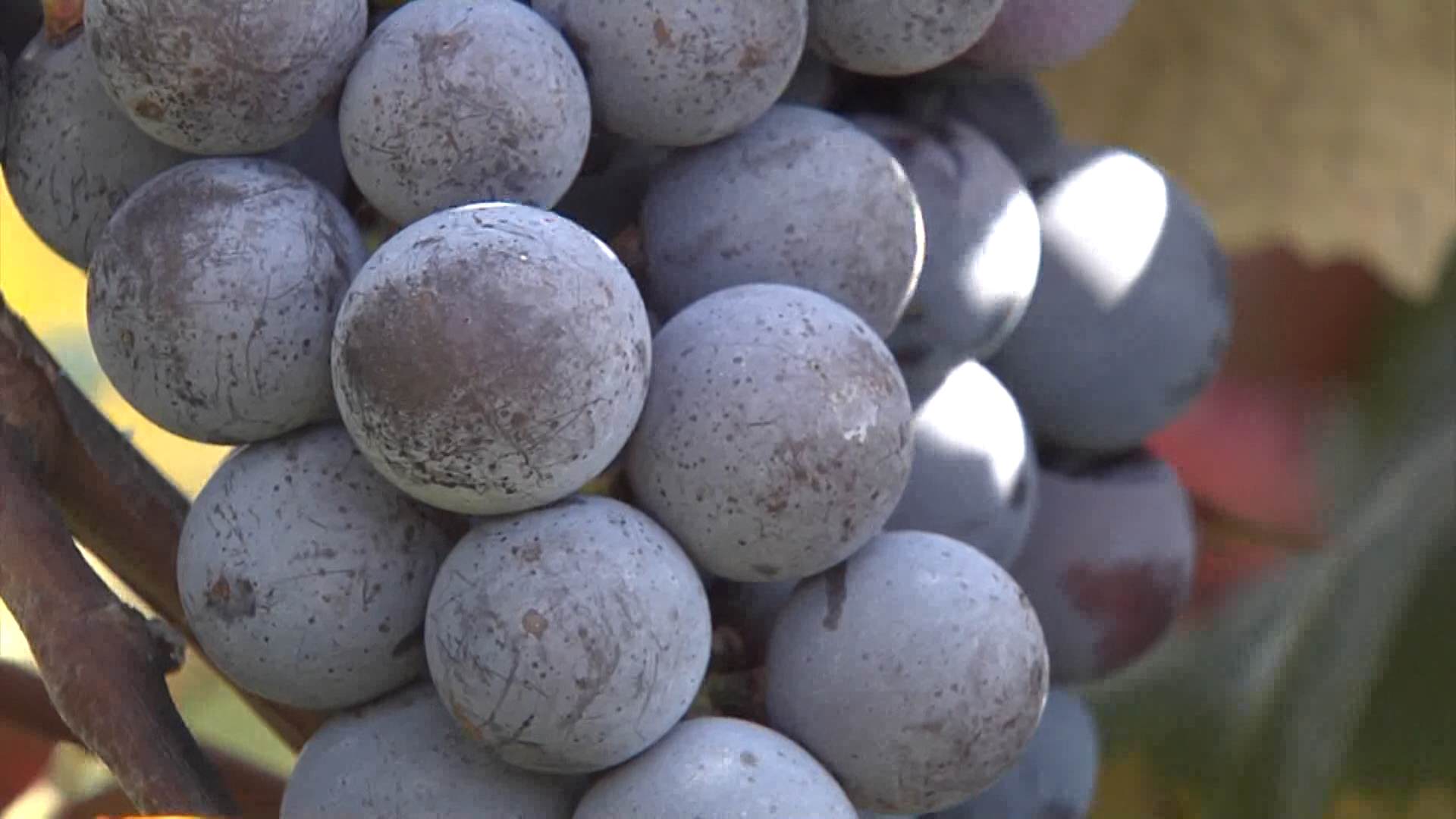 Farmers Face Uncertain Future as Major Buyer Exits Lake Erie Grape Belt, Washington Weighs Options