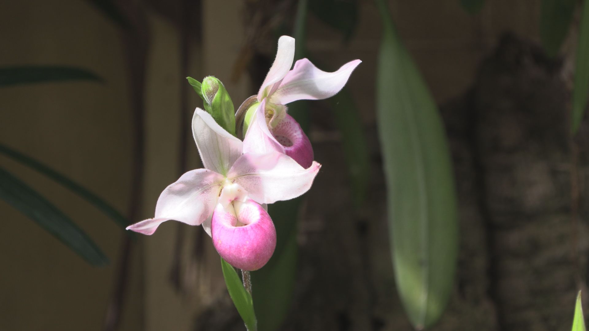 U.S. Botanic Garden Exhibit Features All State and Territory Flowers to Celebrate America’s 250th Anniversary
