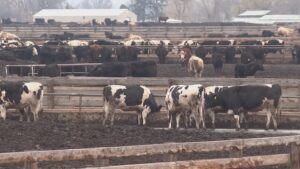 House Agriculture Chairman Shares Concerns Over President’s Beef Import Plan